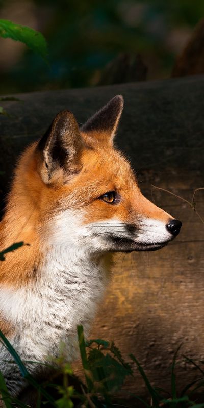 57736_adapted_1080x2160.jpg