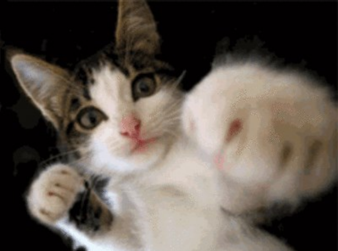 1-2-1-2-1-2--- - Animal Gifs - gifs - funny animals - funny gifs 15-1-2020 21-18-53.png