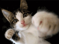1-2-1-2-1-2--- - Animal Gifs - gifs - funny animals - funny gifs 15-1-2020 21-18-53.png