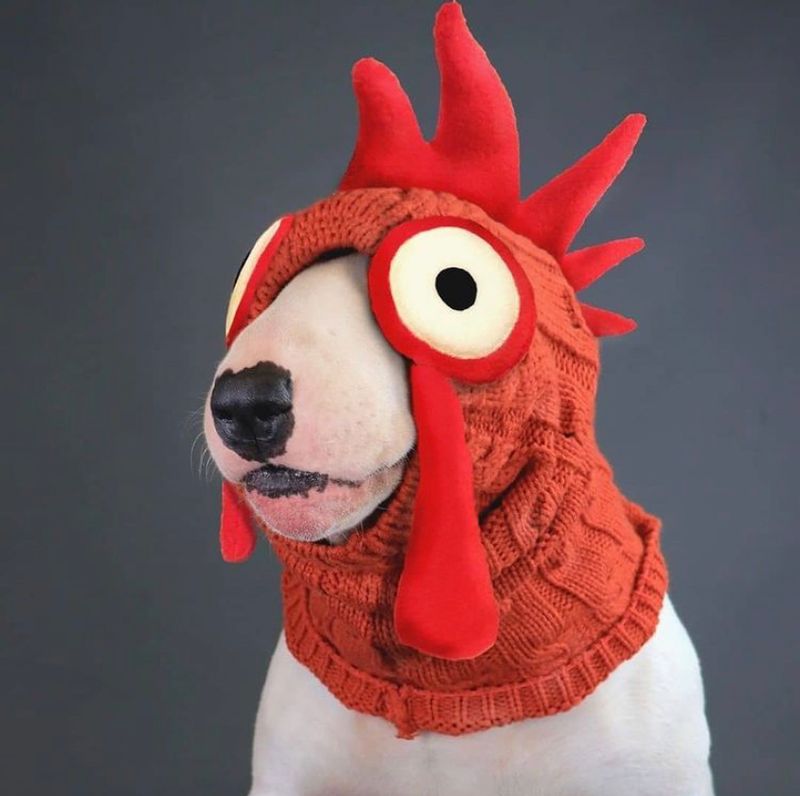 BullCock.jpg