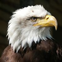 bald-eagle.jpg