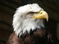 bald-eagle.jpg