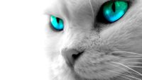 Blue-Green-Eyes.jpg