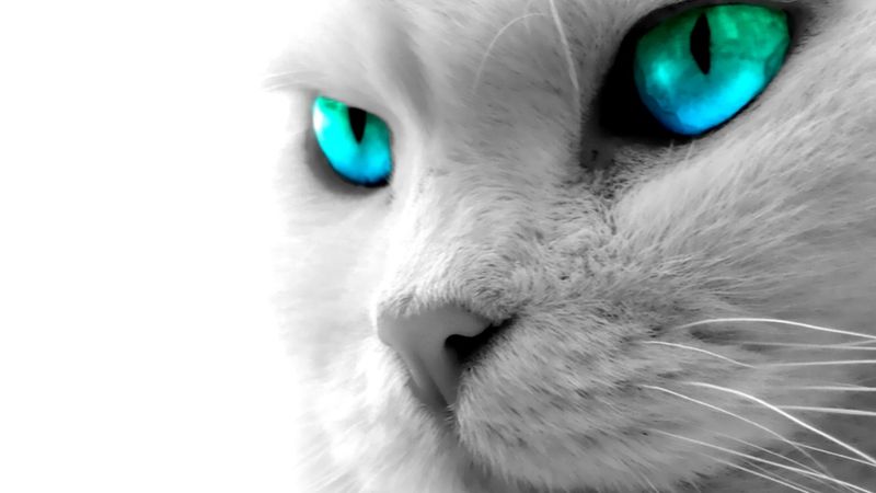 Blue-Green-Eyes.jpg