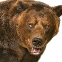 _Bear_79