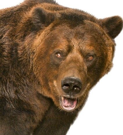 bear.jpg
