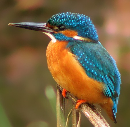 ijsvogel.png