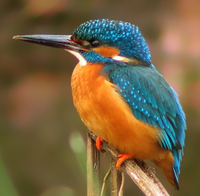 ijsvogel.png