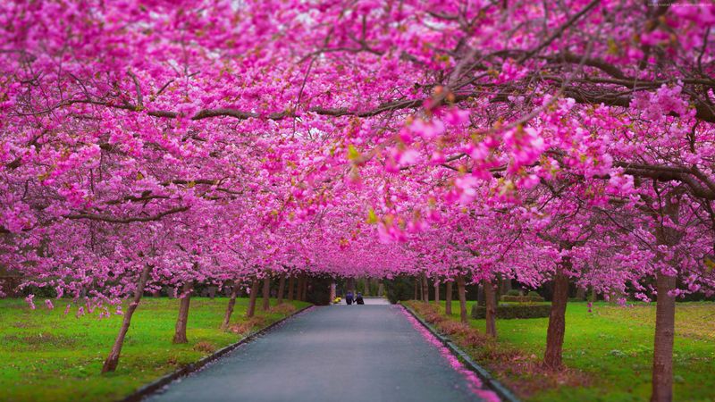 trees-2560x1440-4k-5k-wallpaper-sakura-spring-8972.jpg