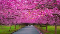 trees-2560x1440-4k-5k-wallpaper-sakura-spring-8972.jpg