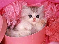 roze kitty.jpg