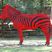 Red-Zebra-47548.jpg